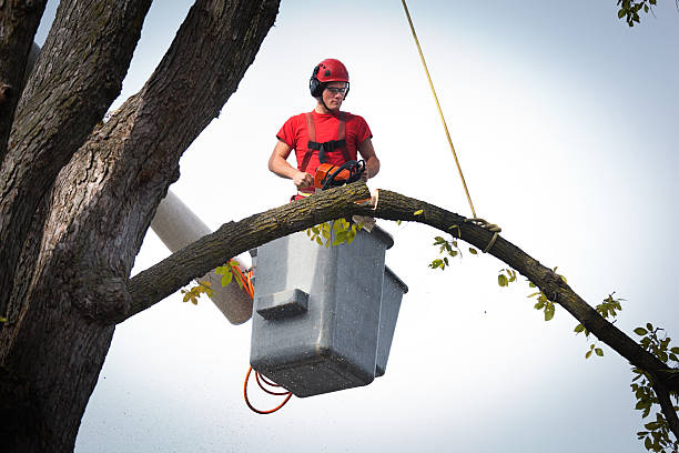 Best Palm Tree Trimming  in USA