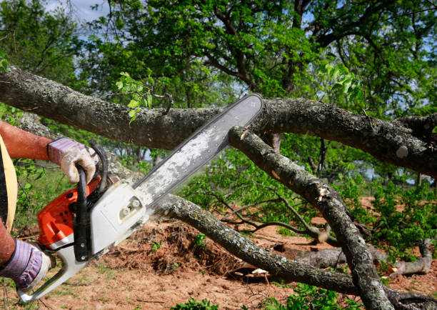 Best Emergency Tree Removal  in USA